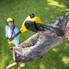 Reliable Wahneta, FL Tree Removal and Landscaping Services Solutions